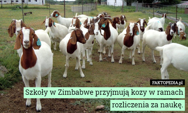 Szkoły w Zimbabwe przyjmują kozy w ramach rozliczenia za naukę. 