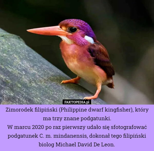 Zimorodek filipiński (Philippine dwarf kingfisher), który ma trzy znane podgatunki.
W marcu 2020 po raz pierwszy udało się sfotografować podgatunek C. m. mindanensis, dokonał tego filipiński biolog Michael David De Leon. 