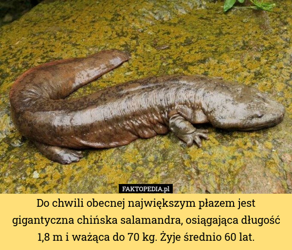 Do chwili obecnej największym płazem jest gigantyczna chińska salamandra, osiągająca długość 1,8 m i ważąca do 70 kg. Żyje średnio 60 lat. 