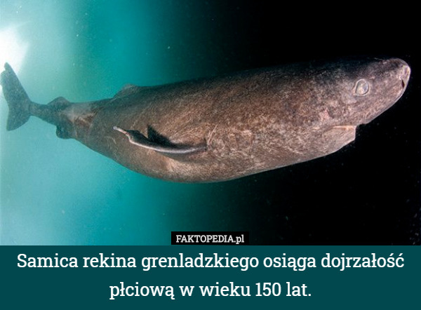 Samica rekina grenladzkiego osiąga dojrzałość płciową w wieku 150 lat. 