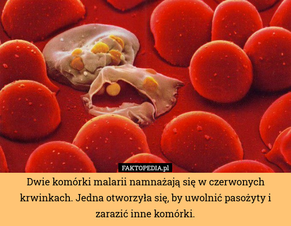 Dwie komórki malarii namnażają się w czerwonych krwinkach. Jedna otworzyła się, by uwolnić pasożyty i zarazić inne komórki. 