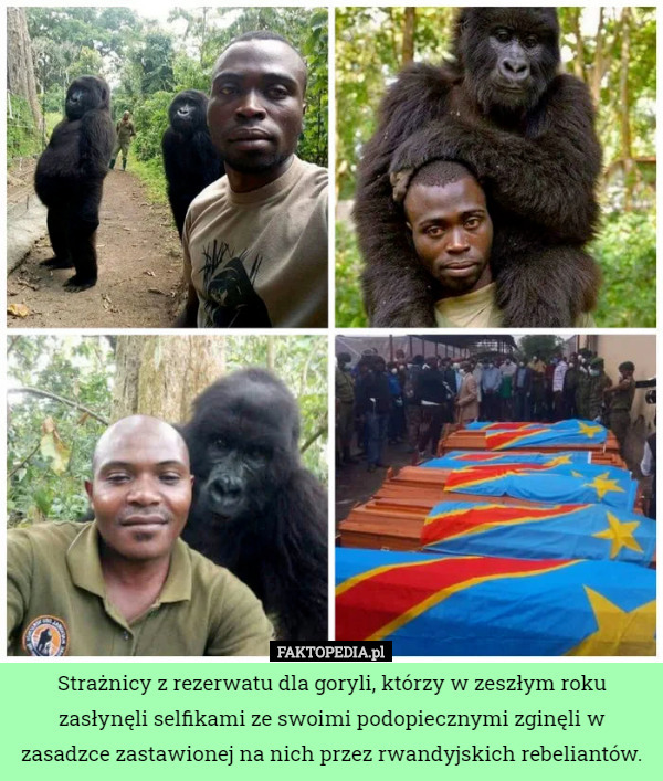 Strażnicy z rezerwatu dla goryli, którzy w zeszłym roku zasłynęli selfikami ze swoimi podopiecznymi zginęli w zasadzce zastawionej na nich przez rwandyjskich rebeliantów. 