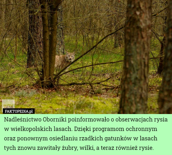 Nadleśnictwo Oborniki poinformowało o obserwacjach rysia w wielkopolskich lasach. Dzięki programom ochronnym oraz ponownym osiedlaniu rzadkich gatunków w lasach tych znowu zawitały żubry, wilki, a teraz również rysie. 