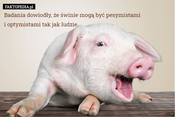 Badania dowiodły, że świnie mogą być pesymistami
i optymistami tak jak ludzie. 