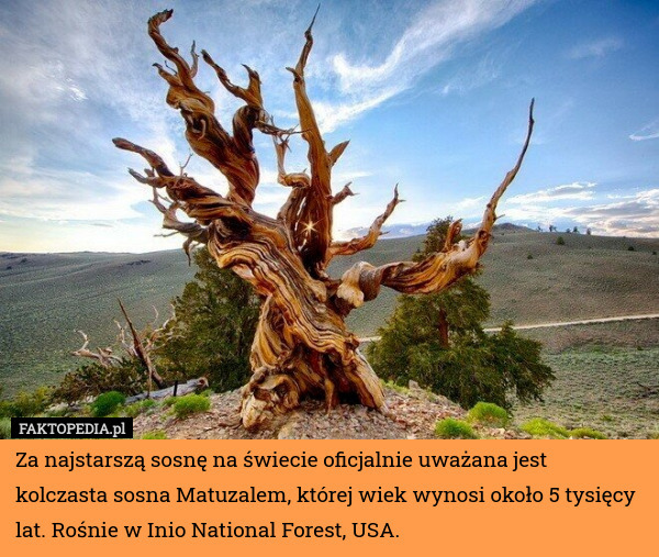 Za najstarszą sosnę na świecie oficjalnie uważana jest kolczasta sosna Matuzalem, której wiek wynosi około 5 tysięcy lat. Rośnie w Inio National Forest, USA. 