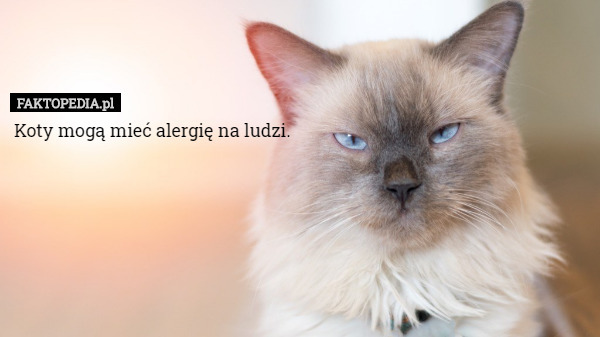 Koty mogą mieć alergię na ludzi. 
