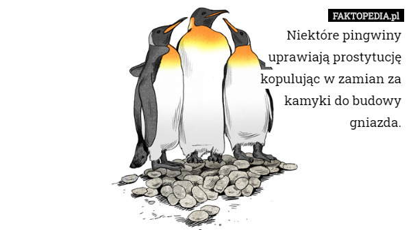 Niektóre pingwiny uprawiają prostytucję kopulując w zamian za kamyki do budowy gniazda. 