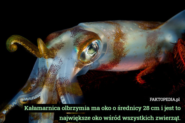Kałamarnica olbrzymia ma oko o średnicy 28 cm i jest to największe oko wśród wszystkich zwierząt. 