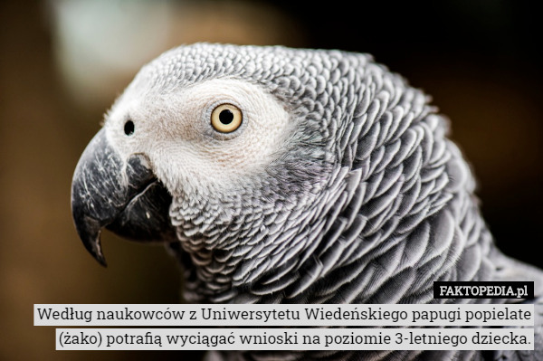 Według naukowców z Uniwersytetu Wiedeńskiego papugi popielate (żako) potrafią wyciągać wnioski na poziomie 3-letniego dziecka. 