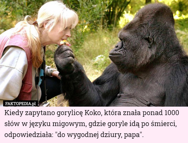 Kiedy zapytano gorylicę Koko, która znała ponad 1000 słów w języku migowym, gdzie goryle idą po śmierci, odpowiedziała: "do wygodnej dziury, papa". 