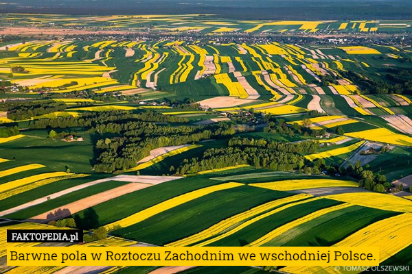 Barwne pola w Roztoczu Zachodnim we wschodniej Polsce. 