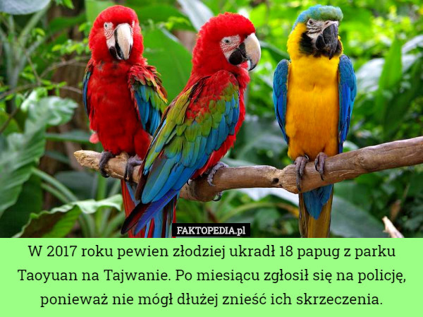 W 2017 roku pewien złodziej ukradł 18 papug z parku Taoyuan na Tajwanie. Po miesiącu zgłosił się na policję, ponieważ nie mógł dłużej znieść ich skrzeczenia. 