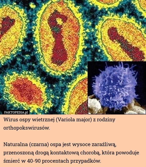 Wirus ospy wietrznej (Variola major) z rodziny orthopokswirusów.

Naturalna (czarna) ospa jest wysoce zaraźliwą, przenoszoną drogą kontaktową chorobą, która powoduje śmierć w 40-90 procentach przypadków. 