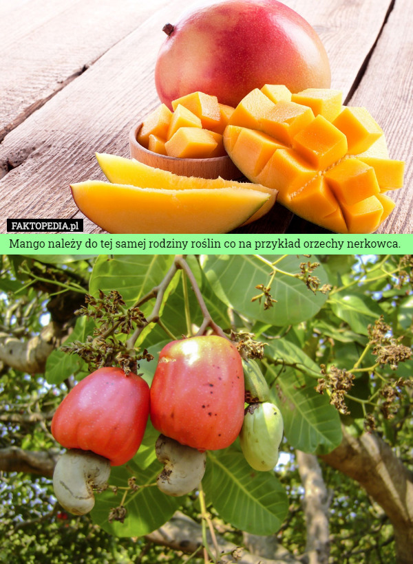 Mango należy do tej samej rodziny roślin co na przykład orzechy nerkowca. 