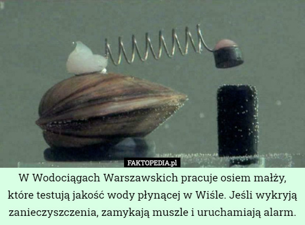 W Wodociągach Warszawskich pracuje osiem małży, które testują jakość wody płynącej w Wiśle. Jeśli wykryją zanieczyszczenia, zamykają muszle i uruchamiają alarm. 