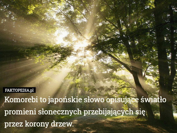 Komorebi to japońskie słowo opisujące światło promieni słonecznych przebijających się
 przez korony drzew. 