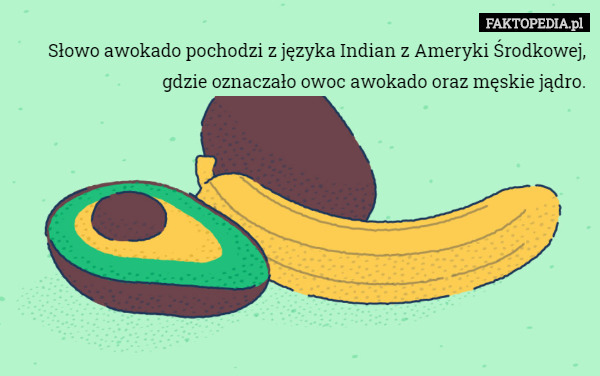 Słowo awokado pochodzi z języka Indian z Ameryki Środkowej, gdzie oznaczało owoc awokado oraz męskie jądro. 