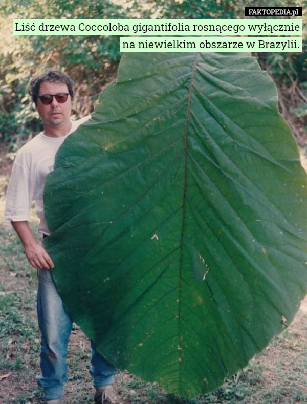 Liść drzewa Coccoloba gigantifolia rosnącego wyłącznie na niewielkim obszarze w Brazylii. 