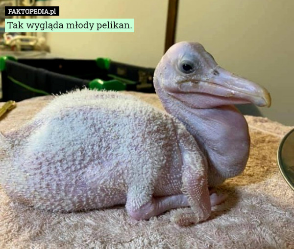 Tak wygląda młody pelikan. 