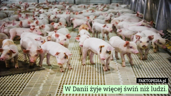 W Danii żyje więcej świń niż ludzi. 