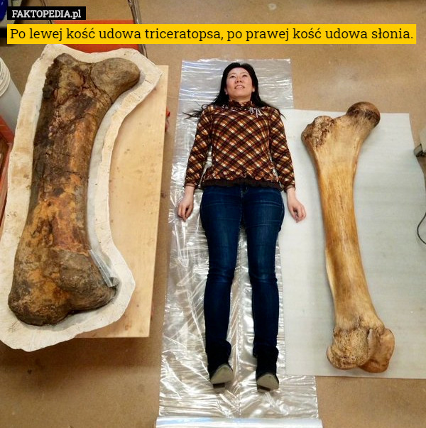 Po lewej kość udowa triceratopsa, po prawej kość udowa słonia. 