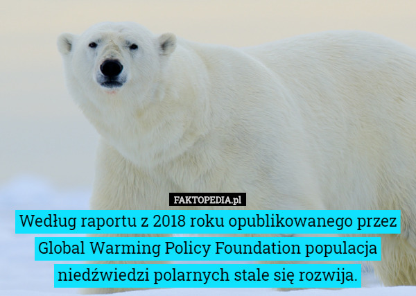 Według raportu z 2018 roku opublikowanego przez Global Warming Policy Foundation populacja niedźwiedzi polarnych stale się rozwija. 