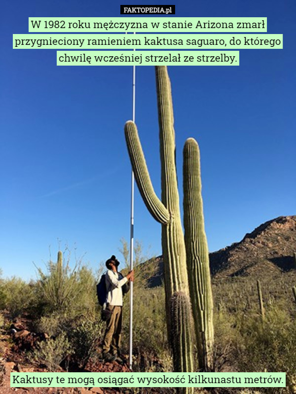 W 1982 roku mężczyzna w stanie Arizona zmarł przygnieciony ramieniem kaktusa saguaro, do którego chwilę wcześniej strzelał ze strzelby. Kaktusy te mogą osiągać wysokość kilkunastu metrów. 