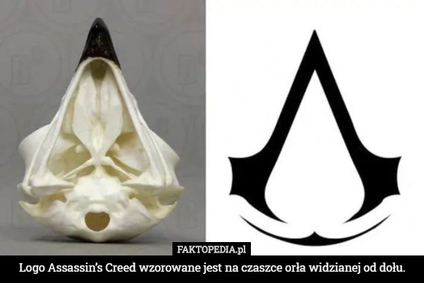 Logo Assassin’s Creed wzorowane jest na czaszce orła widzianej od dołu. 
