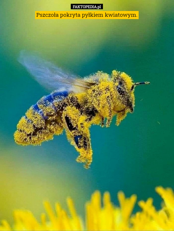 Pszczoła pokryta pyłkiem kwiatowym. 