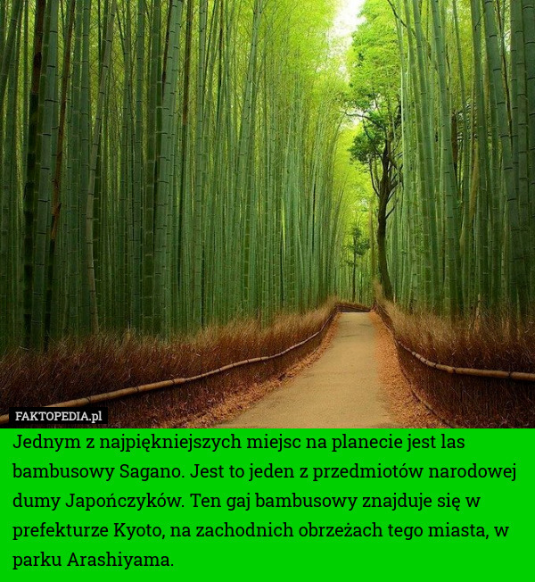 Jednym z najpiękniejszych miejsc na planecie jest las bambusowy Sagano. Jest to jeden z przedmiotów narodowej dumy Japończyków. Ten gaj bambusowy znajduje się w prefekturze Kyoto, na zachodnich obrzeżach tego miasta, w parku Arashiyama. 