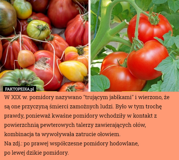 W XIX w. pomidory nazywano "trującym jabłkami" i wierzono, że są one przyczyną śmierci zamożnych ludzi. Było w tym trochę prawdy, ponieważ kwaśne pomidory wchodziły w kontakt z powierzchnią pewterowych talerzy zawierających ołów, kombinacja ta wywoływała zatrucie ołowiem.
Na zdj.: po prawej współczesne pomidory hodowlane,
 po lewej dzikie pomidory. 