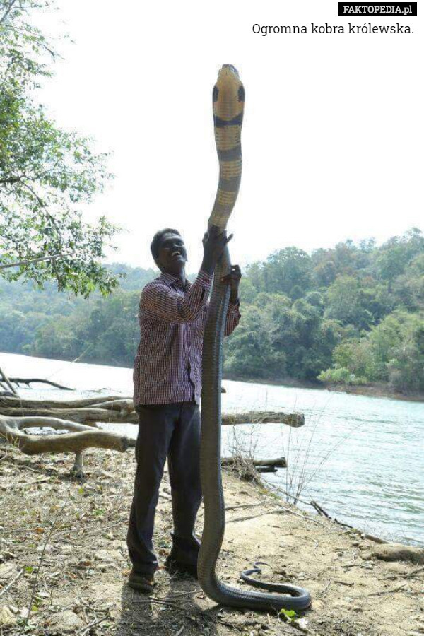 Ogromna kobra królewska. 