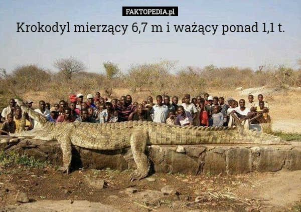 Krokodyl mierzący 6,7 m i ważący ponad 1,1 t. 