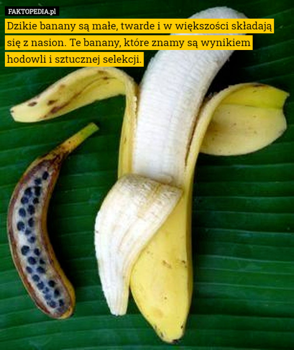 Dzikie banany są małe, twarde i w większości składają się z nasion. Te banany, które znamy są wynikiem hodowli i sztucznej selekcji. 