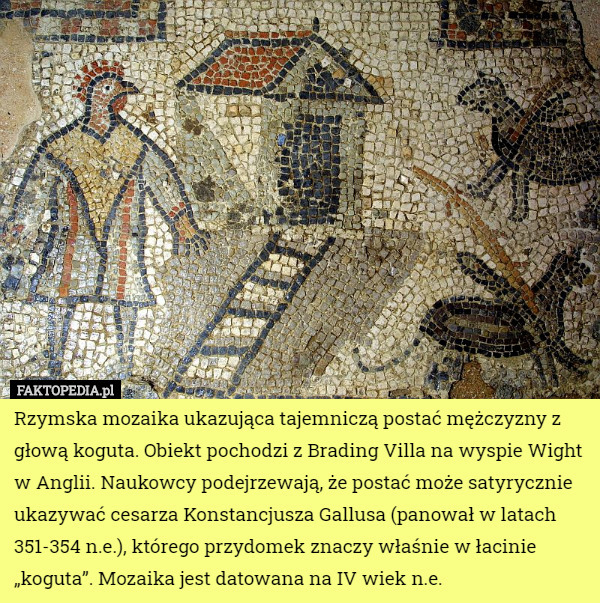 Rzymska mozaika ukazująca tajemniczą postać mężczyzny z głową koguta. Obiekt pochodzi z Brading Villa na wyspie Wight w Anglii. Naukowcy podejrzewają, że postać może satyrycznie ukazywać cesarza Konstancjusza Gallusa (panował w latach 351-354 n.e.), którego przydomek znaczy właśnie w łacinie „koguta”. Mozaika jest datowana na IV wiek n.e. 