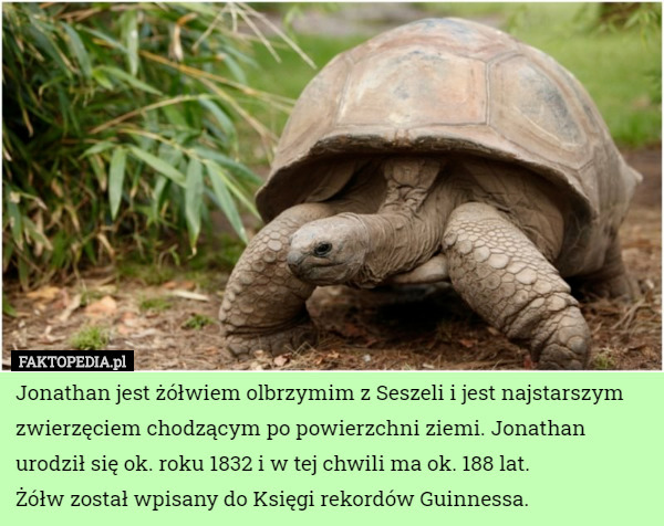 Jonathan jest żółwiem olbrzymim z Seszeli i jest najstarszym zwierzęciem chodzącym po powierzchni ziemi. Jonathan urodził się ok. roku 1832 i w tej chwili ma ok. 188 lat.
Żółw został wpisany do Księgi rekordów Guinnessa. 