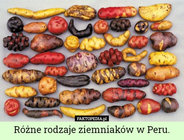 Różne rodzaje ziemniaków w Peru. 