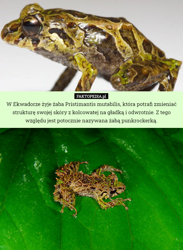 W Ekwadorze żyje żaba Pristimantis mutabilis, która potrafi zmieniać strukturę swojej skóry z kolcowatej na gładką i odwrotnie. Z tego względu jest potocznie nazywana żabą punkrockerką. 