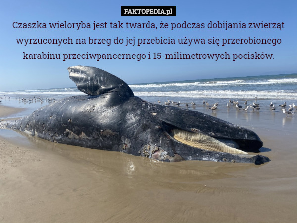 Czaszka wieloryba jest tak twarda, że podczas dobijania zwierząt wyrzuconych na brzeg do jej przebicia używa się przerobionego karabinu przeciwpancernego i 15-milimetrowych pocisków. 