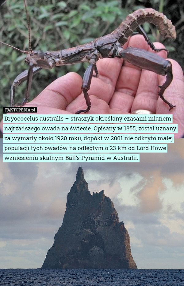 Dryococelus australis – straszyk określany czasami mianem najrzadszego owada na świecie. Opisany w 1855, został uznany za wymarły około 1920 roku, dopóki w 2001 nie odkryto małej populacji tych owadów na odległym o 23 km od Lord Howe wzniesieniu skalnym Ball’s Pyramid w Australii. 