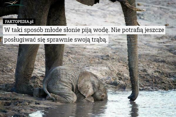 W taki sposób młode słonie piją wodę. Nie potrafią jeszcze posługiwać się sprawnie swoją trąbą. 