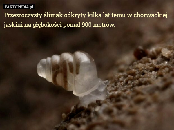 Przezroczysty ślimak odkryty kilka lat temu w chorwackiej jaskini na głębokości ponad 900 metrów. 