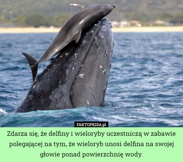 Zdarza się, że delfiny i wieloryby uczestniczą w zabawie polegającej na tym, że wieloryb unosi delfina na swojej głowie ponad powierzchnię wody. 