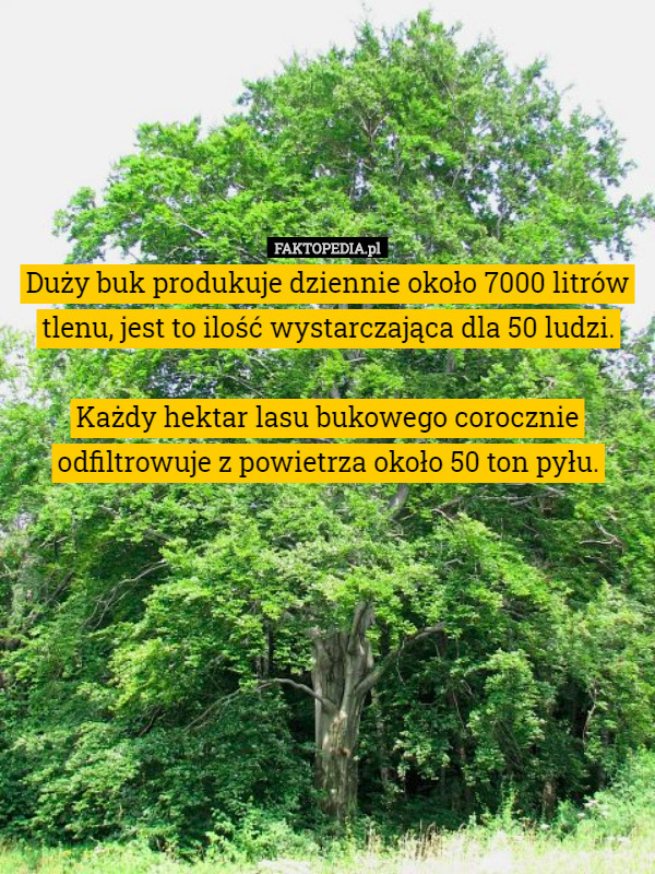 Duży buk produkuje dziennie około 7000 litrów tlenu, jest to ilość wystarczająca dla 50 ludzi.

Każdy hektar lasu bukowego corocznie odfiltrowuje z powietrza około 50 ton pyłu. 