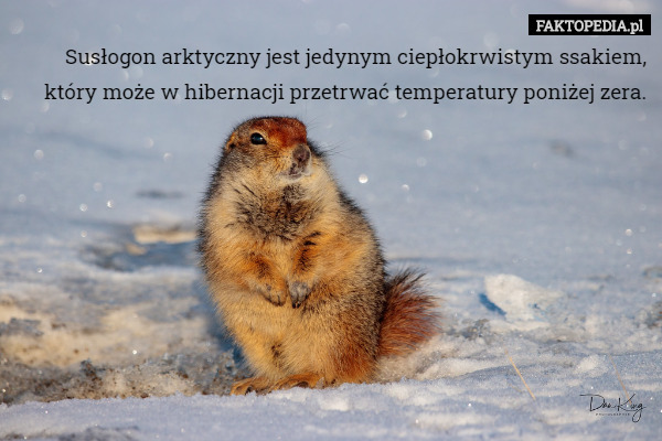 Susłogon arktyczny jest jedynym ciepłokrwistym ssakiem, który może w hibernacji przetrwać temperatury poniżej zera. 