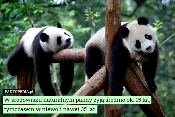 W środowisku naturalnym pandy żyją średnio ok. 15 lat, tymczasem w niewoli nawet 35 lat. 