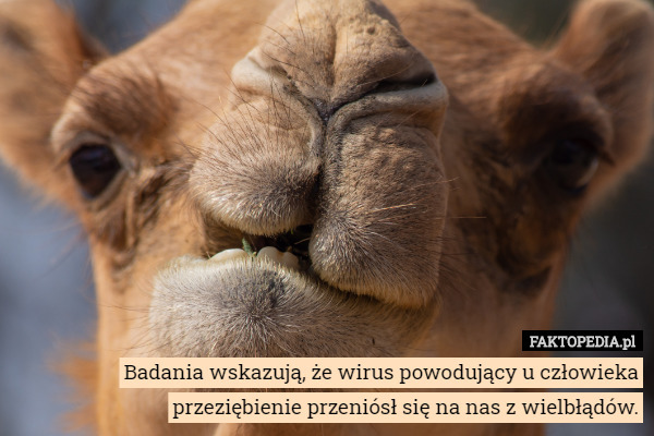 Badania wskazują, że wirus powodujący u człowieka przeziębienie przeniósł się na nas z wielbłądów. 