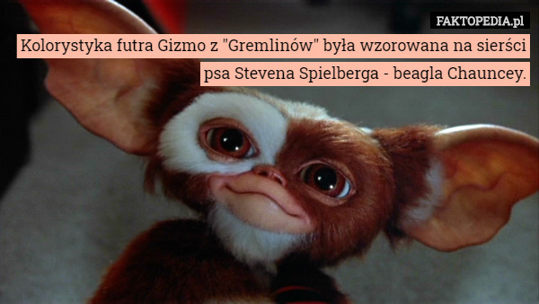 Kolorystyka futra Gizmo z "Gremlinów" była wzorowana na sierści psa Stevena Spielberga - beagla Chauncey. 