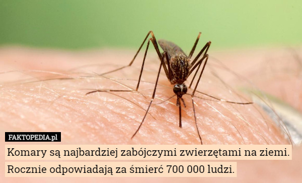 Komary są najbardziej zabójczymi zwierzętami na ziemi. Rocznie odpowiadają za śmierć 700 000 ludzi. 