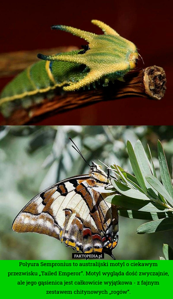 Polyura Sempronius to australijski motyl o ciekawym przezwisku „Tailed Emperor”. Motyl wygląda dość zwyczajnie, ale jego gąsienica jest całkowicie wyjątkowa - z fajnym zestawem chitynowych „rogów”. 